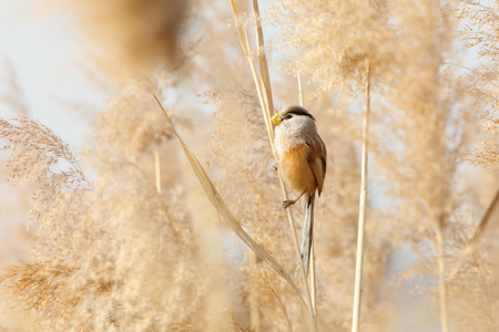 Reed Parrotbill bird at beijing Wan Ping Lake parkの写真素材