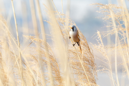 Bearded Tit bird at beijing Wan Ping Lake parkの写真素材
