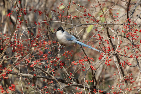 Azure-winged magpie and fruit tree at beijing Chinaの写真素材
