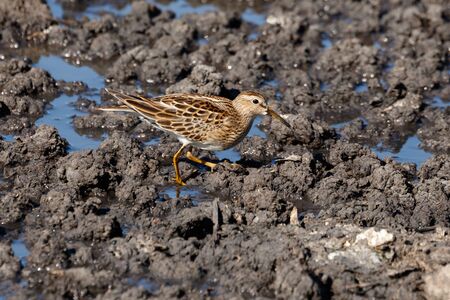 Sharp tailed Sandpiper at Richmond BC Canada 2017 Sep.の写真素材