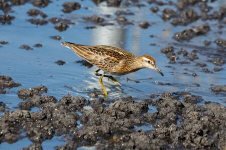 Sharp tailed Sandpiper at Richmond BC Canada 2017 Sep.の写真素材