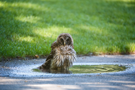 juvenile barred owl at Vancouver BC Canadaの写真素材