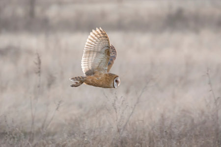 Barn owl hunting for food at BC Canadaの写真素材