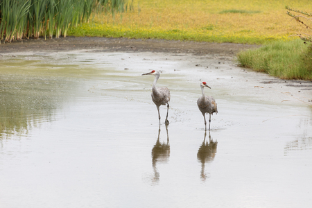 Sandhill crane bird at Delta BC Canada 2017 Oct.の写真素材
