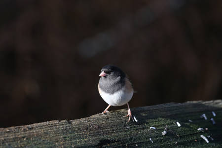 Dark-eyed Junco Bird in winter at BC Canadaの写真素材