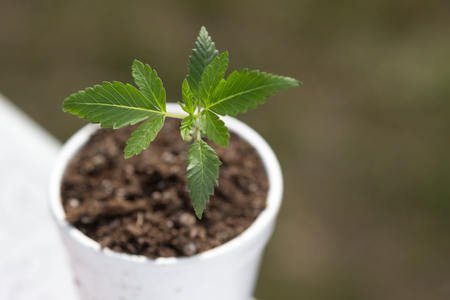  marijuana plant growing, green leaves close up.の写真素材