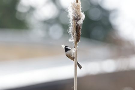 Black capped Chickadee gathering nest material at BC Canadaの写真素材