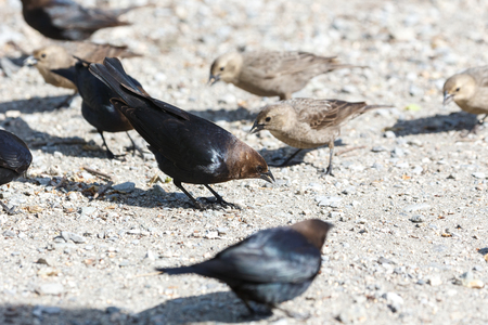 Brown headed cowbird  at  Vancouver BC Canadaの写真素材