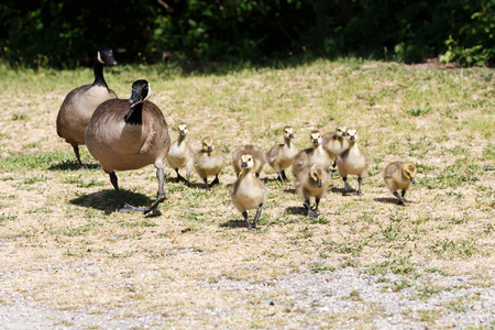 Canada goose baby at  Vancouver BC Canadaの写真素材