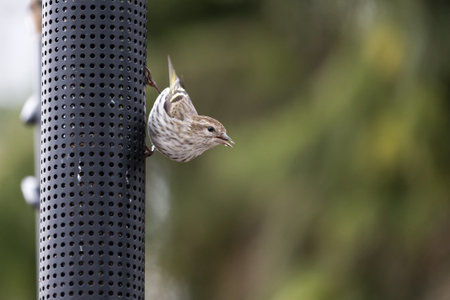 A pine siskin bird at BC Canada
