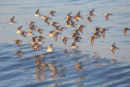 Calidris alba, sanderling bird at Vancouver BC Canadaの写真素材
