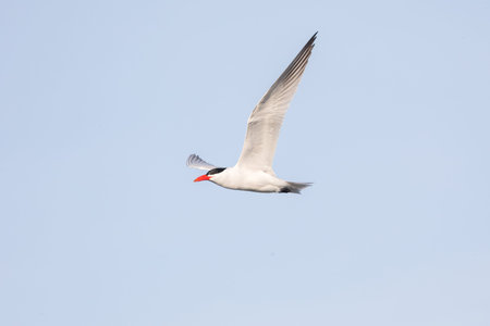 Flying Caspian Tern at Vancouver BC Canada