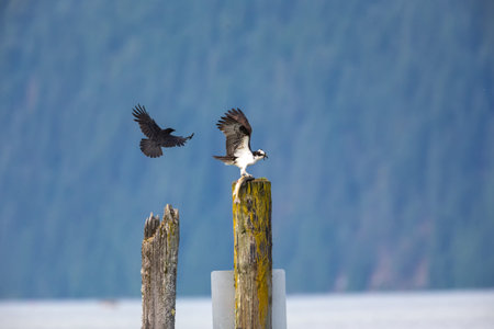 Osprey and crow fight for fish, Pitt lake, Vancouver BC Canada