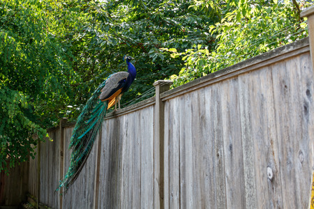 wild Peacock bird at Surrey BC Canadaの写真素材