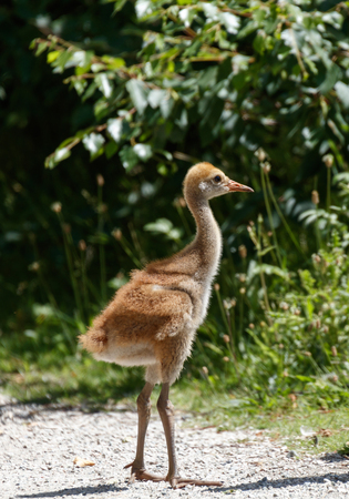 21 days sandhill crane baby at Reifel Bird Sanctuary, Vancouver BC Canadaの写真素材