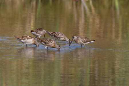 Long-billed dowitcher at Delta BC Canadaの写真素材