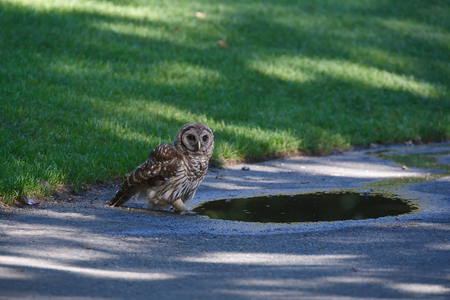 juvenile barred owl at Vancouver BC Canadaの写真素材