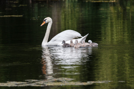 Mute swan baby at Ambleside Park, Vancouver BC Canadaの写真素材