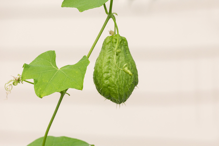 Fresh home grown green chocho, close upの写真素材