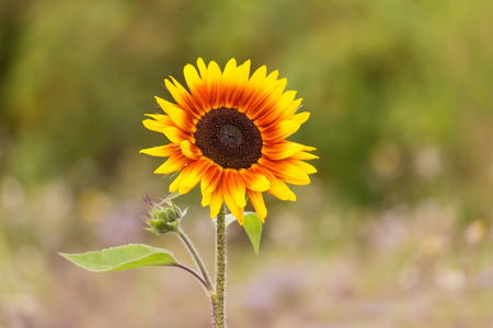 Firecracker variety sunflower in bloom, close upの写真素材