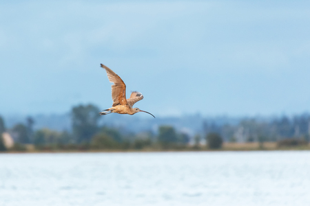 Long billed curlew at Blackie Spit park, Vancouver BC Canadaの写真素材