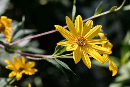 Yellow Jerusalem artichoke flowers close up shotの写真素材