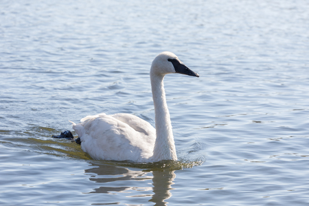 Trumpeter swan swimming on a pond in Vancouver BC Canada.の写真素材