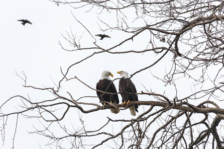 bald eagle male and female, Vancouver Canadaの写真素材