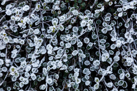 Frosted winter leaves and plants for background