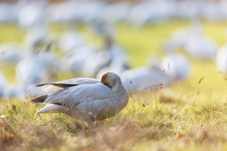 migrating Snow Geese at Vancouver BC Canadaの写真素材