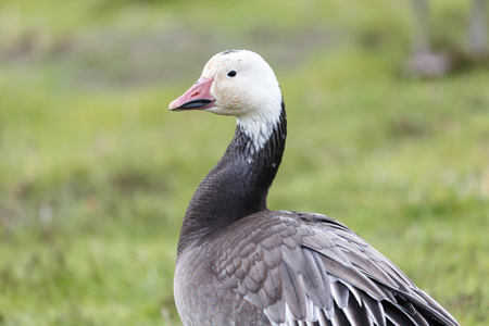 migrating blue geese at Vancouver BC Canadaの写真素材