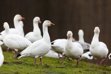 migrating Snow goose at Vancouver BC Canadaの写真素材
