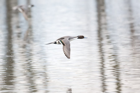 Northern pintail duck  in Vancouver BC Canada.