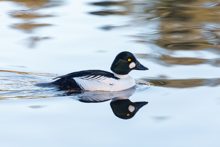 Common goldeneye duck  in Vancouver BC Canada.の写真素材