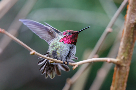 Male Annas Hummingbird (Calypte anna) on a perchの写真素材