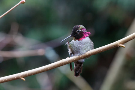 Male Annas Hummingbird (Calypte anna) on a perch