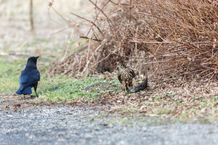 A Merlin caught a European Starling, northwestern crow try to steal food,   in Vancouver BC Canada.の写真素材