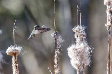 anna's hummingbird gathering nest material at BC Canadaの写真素材