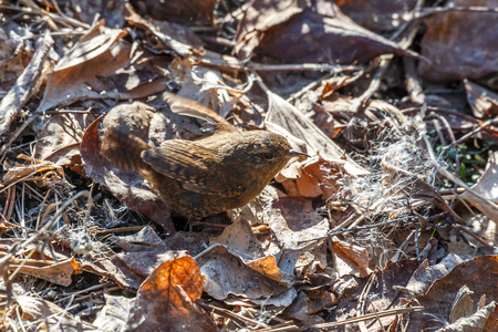 brown Pacific Wren bird at Vancouver BC Canadaの写真素材
