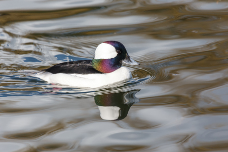 Male Bufflehead duck at Vancouver BC Canadaの写真素材