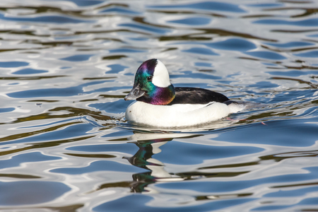 Male Bufflehead duck at Vancouver BC Canadaの写真素材