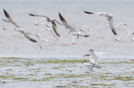 Caspian tern bird at Richmond BC Canada