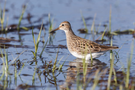 pectoral Sandpiper bird at  Richmond BC Canada