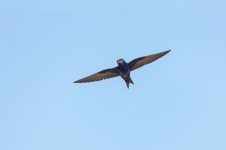 Purple martin bird at Vancouver BC Canadaの写真素材