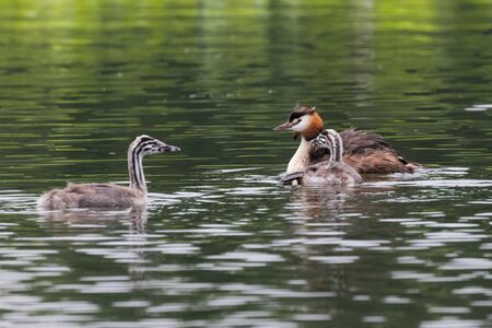 Great crested grebe with young chick - at a wetland, Beijing, Chinaの写真素材