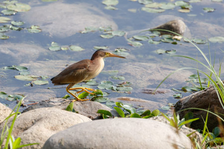A yellow bittern Ready to prey - at a wetland, Beijing, China