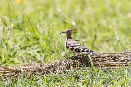 Eurasian Hoopoe,  Upupa epops ,  at Beijing, Chinaの写真素材