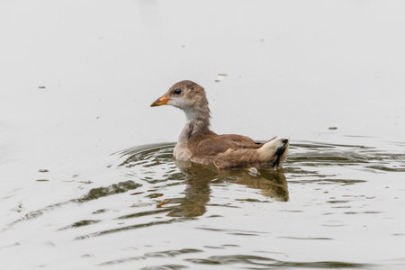 Eurasian Moorhen chick at a wetland, Beijing, Chinaの写真素材