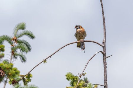 american kestrel with mouse at Burnaby BC Canadaの写真素材