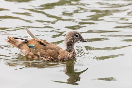Female mandarin duck  at a wetland, Beijing, Chinaの写真素材